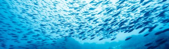 Duurzame toeleveringsketen van vis en zeevruchten garanderen