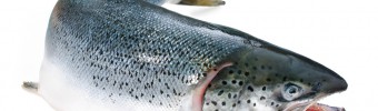 Norwegian salmon forecasts point to continued growth in 2015 and beyond