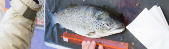 Farmed Atlantic salmon: globally successful, but salmon lice causes production decline