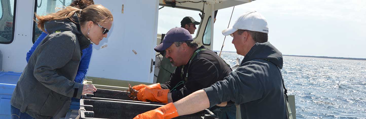 Jennifer (aankoper kreeft bij Pittman Seafoods) inspecteert de vangst aan boord.