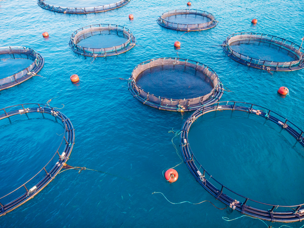 On land and sea: fish farmers continue to broaden their horizons ...