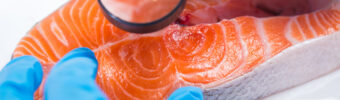Tout sur le saumon OGM