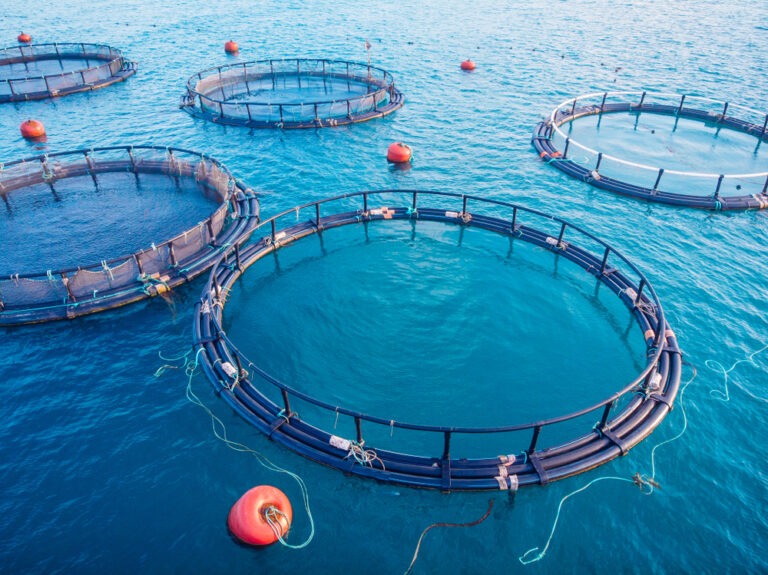 Comment L Aquaculture R Pond Progressivement Aux Attentes Du March Pittman Seafoods