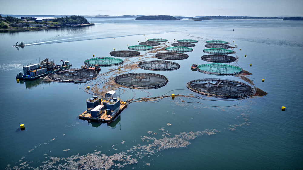 Aquaculture,Fish,Farm,Salmon,Cages