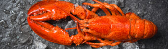 Why UHP lobster is the ideal solution for professional kitchens