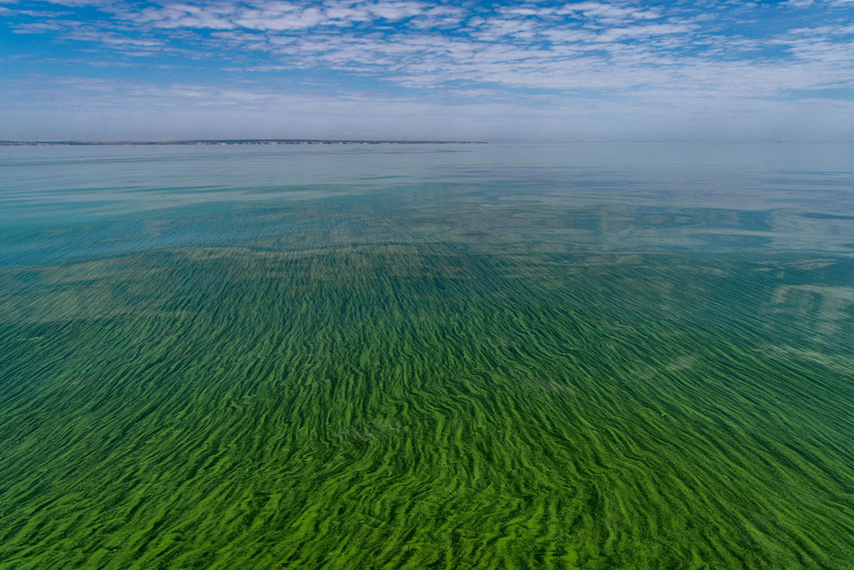 Water,Pollution,By,Blooming,Blue-green,Algae,-,Cyanobacteria,Is,World