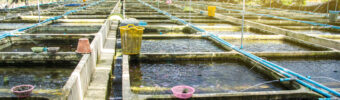 Qu’entend-on par systèmes d’aquaculture en recirculation et pourquoi font-ils l’objet de tant d’intérêt ?