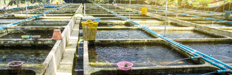 Recirculation Aquaculture Systems