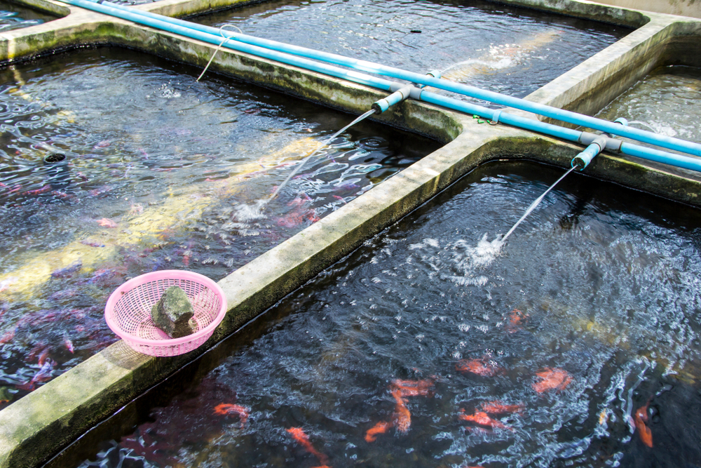 Recirculation Aquaculture Systems RAS