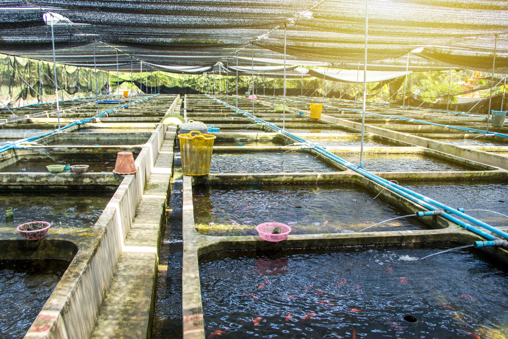 Recirculation Aquaculture Systems
