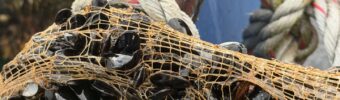 Le rôle croissant du Chili dans le commerce mondial des moules